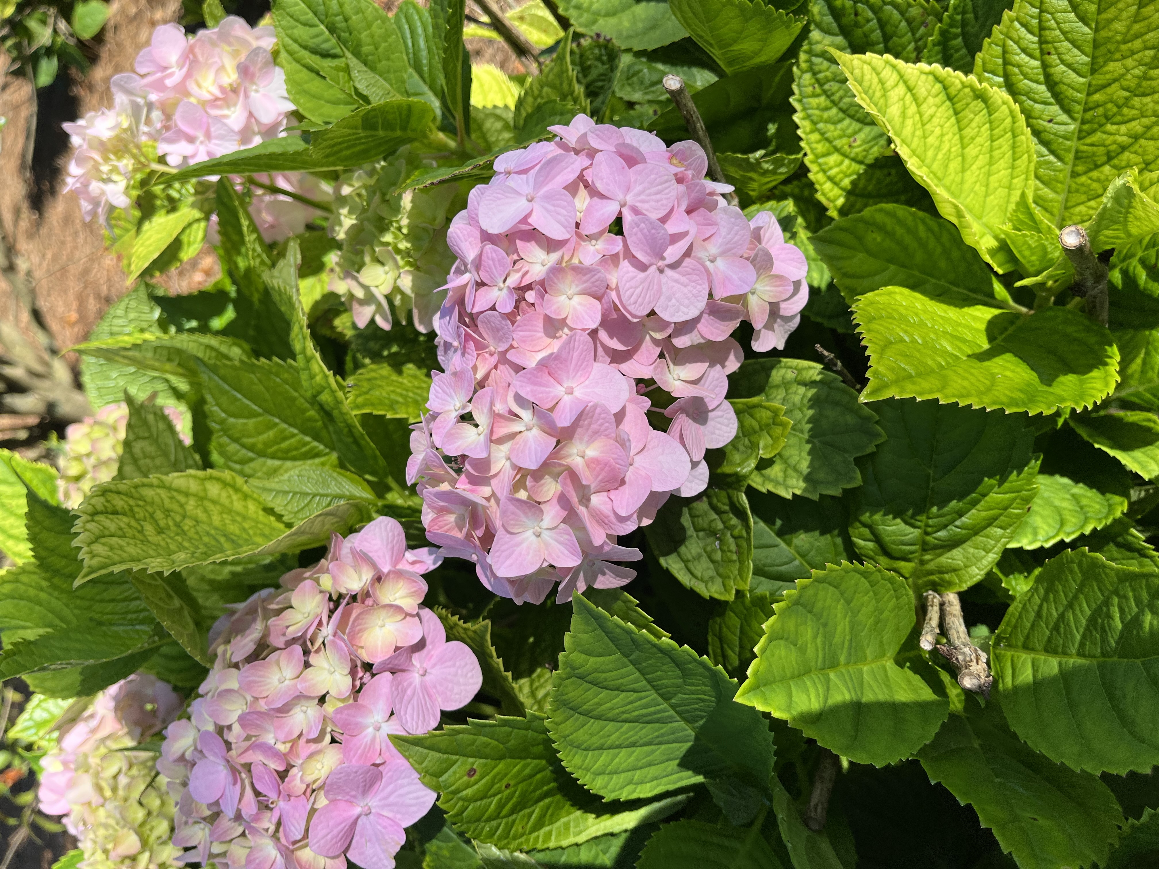 Beating the Heat: Assessing Summer Stress in the Landscape